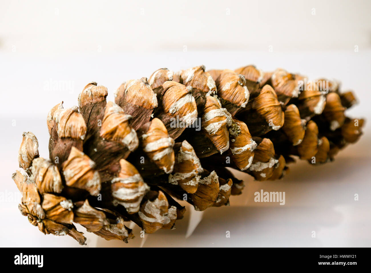 Close up pictures of Pinus Patula Stock Photo