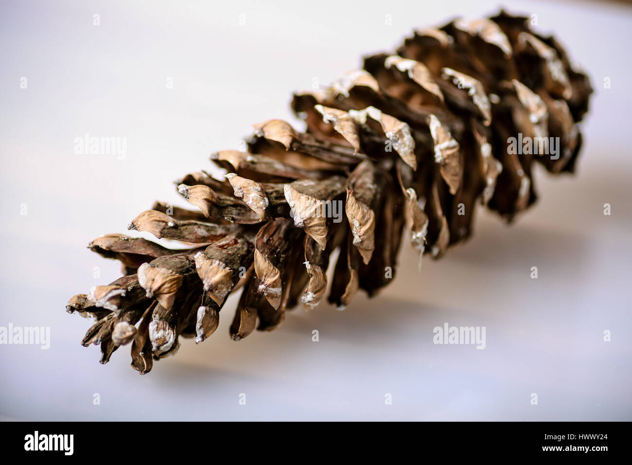 Close up pictures of Pinus Patula Stock Photo