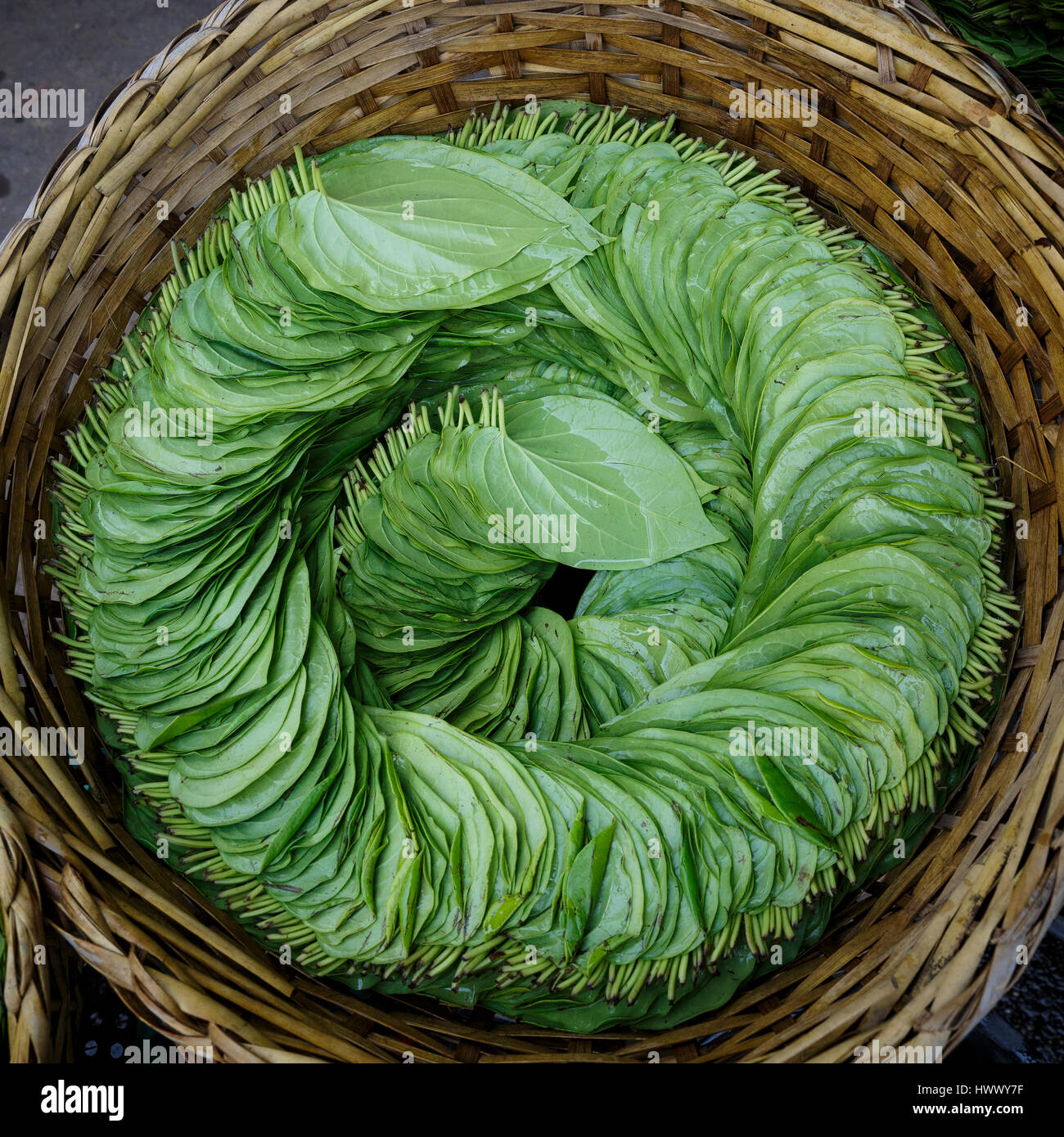 Neatly arranged, betel leaf; for chewing with nut and lime ( and red teeth ). For sale in Mandalay Market, Myanmar Stock Photo