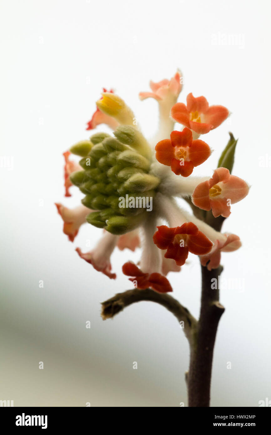 Single early spring flower cluster of the selected form of the oriental paperbush, Edgeworthia chrysantha 'Red Dragon' Stock Photo