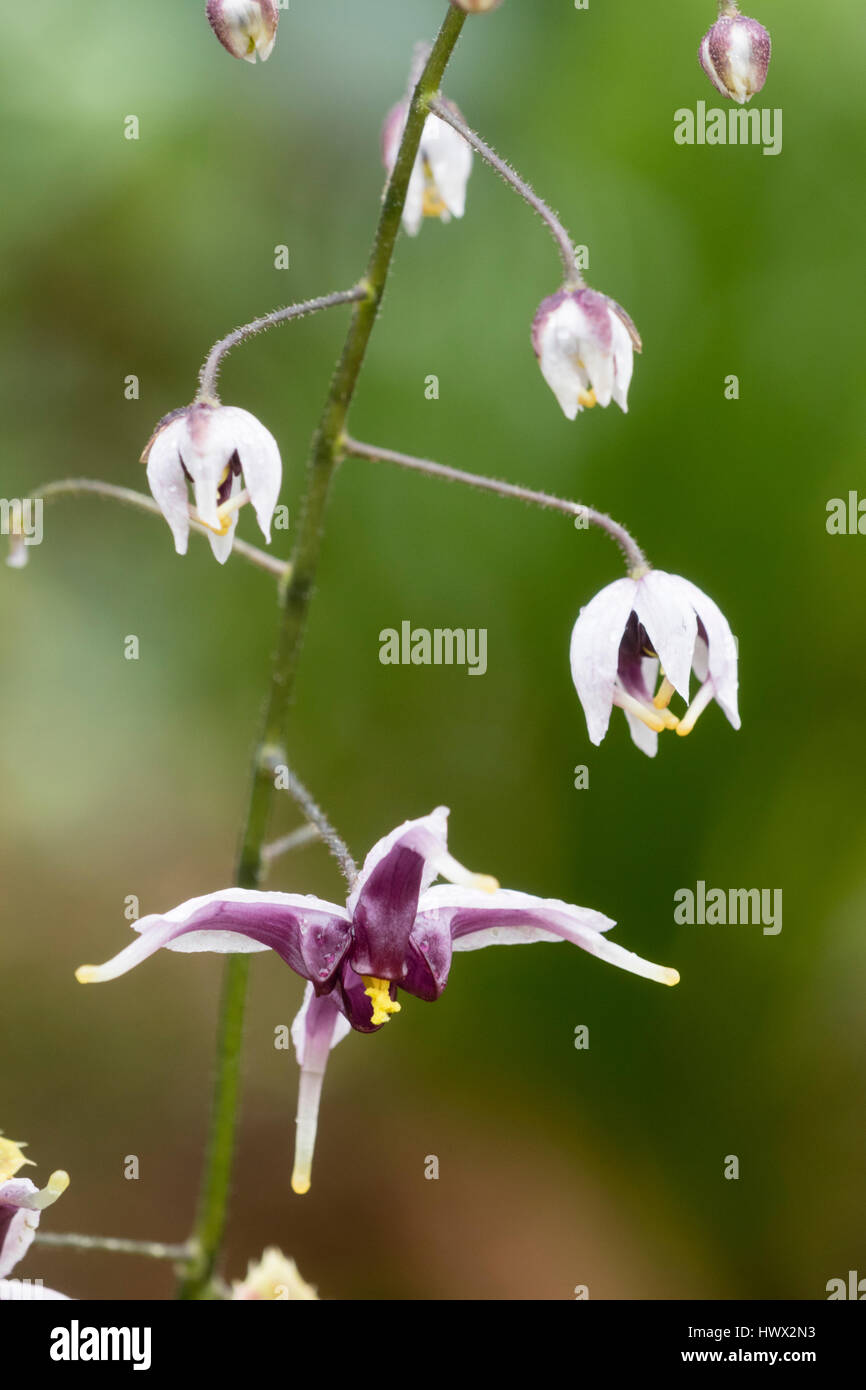 Violet and white spring flowers of the Chinese barrenwort, Epimedium zushanense Stock Photo
