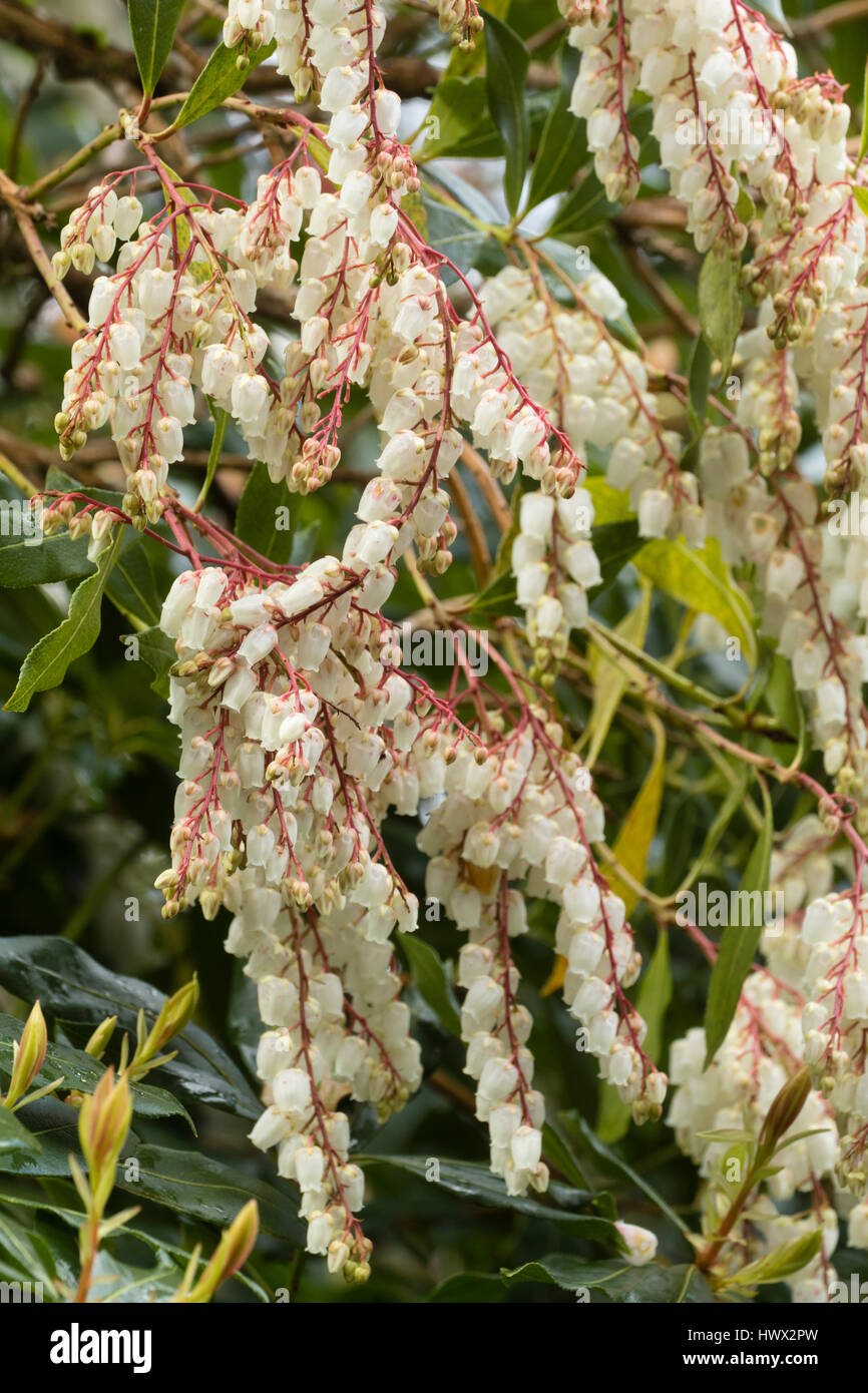 Dangling white spring bells in the racemes of the evergreen shrub, Pieris formosa var. forrestii 'Jermyns' Stock Photo
