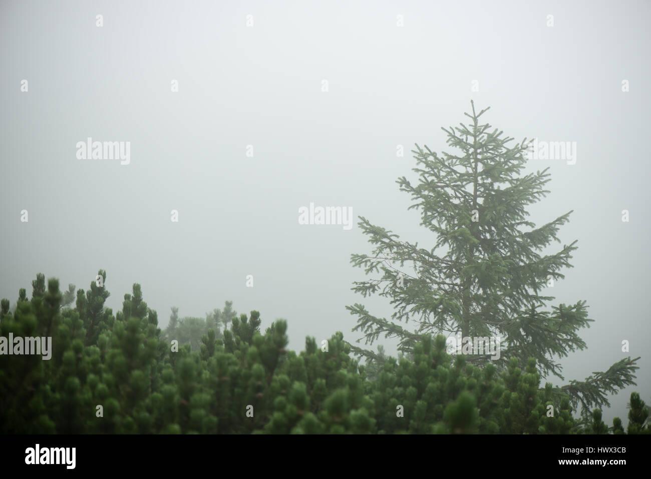 panoramic view of misty forest. far horizon Stock Photo - Alamy