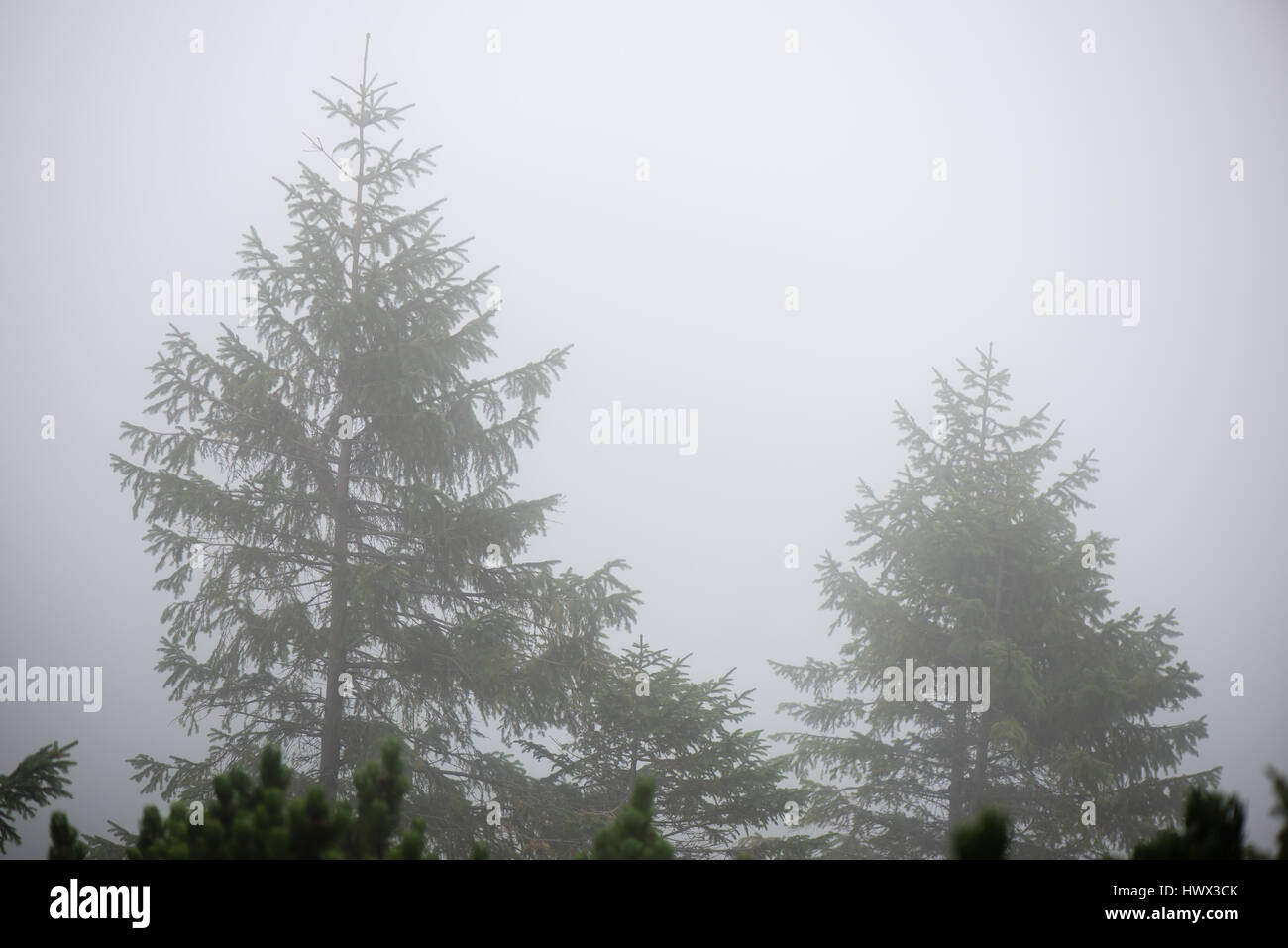 panoramic view of misty forest. far horizon Stock Photo - Alamy