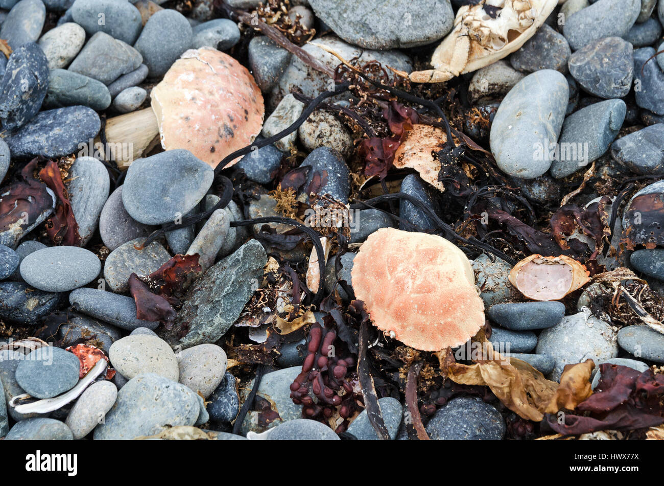 Crab shells and kelp holdfasts washed up on Gilley Beach, Islesford, Maine Stock Photo