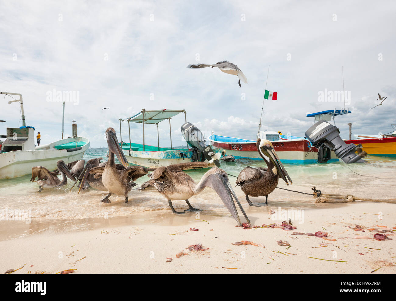 Brown pelicans and seagulls feeding on the sand beach in Mexico Stock Photo