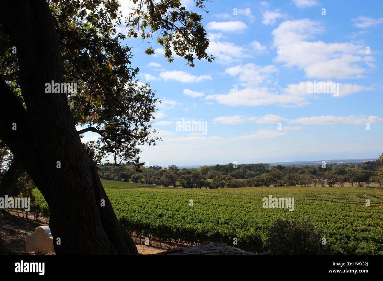 Vineyards at Groot Constantia Wine Estate, Cape Town, South Africa Stock Photo