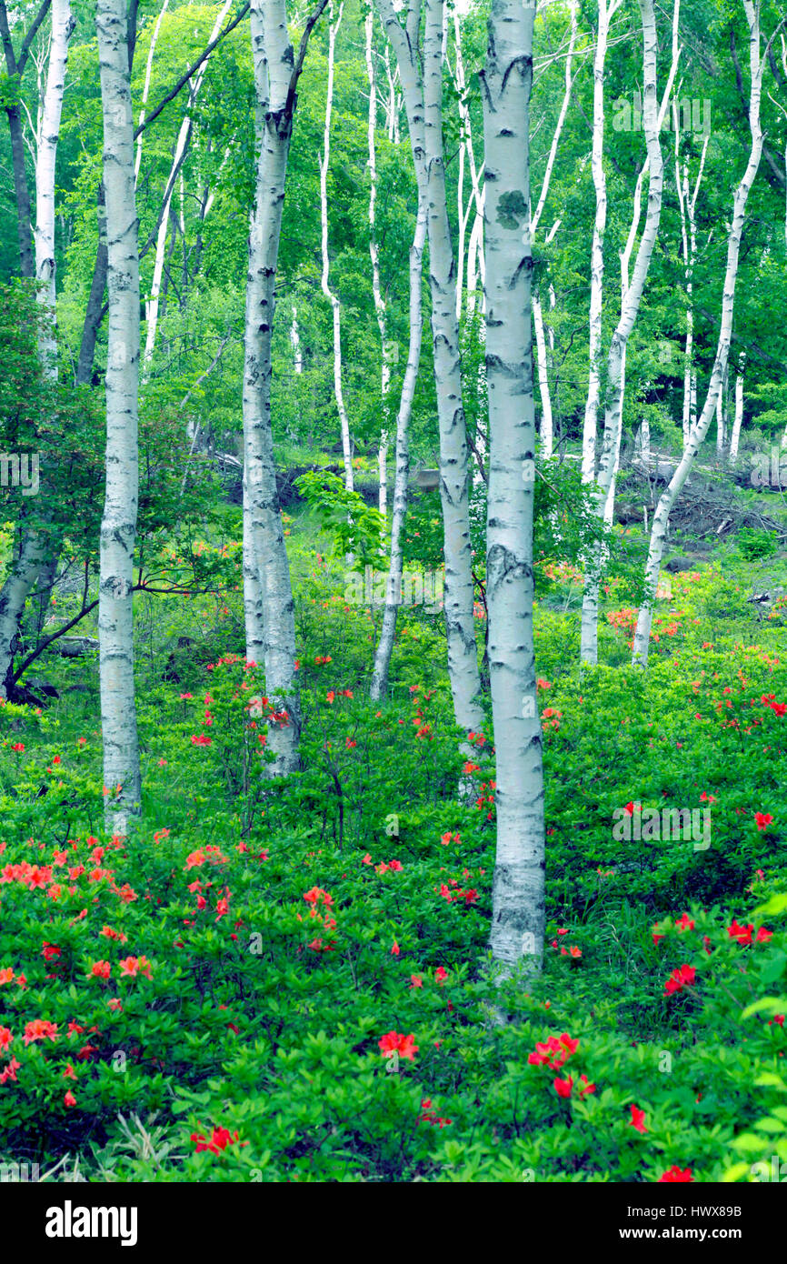 Japanese White Birch Tree High Resolution Stock Photography and Images