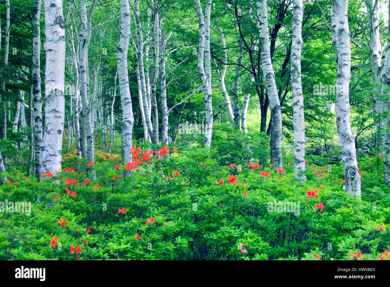 Japanese white birch tree hires stock photography and images Alamy