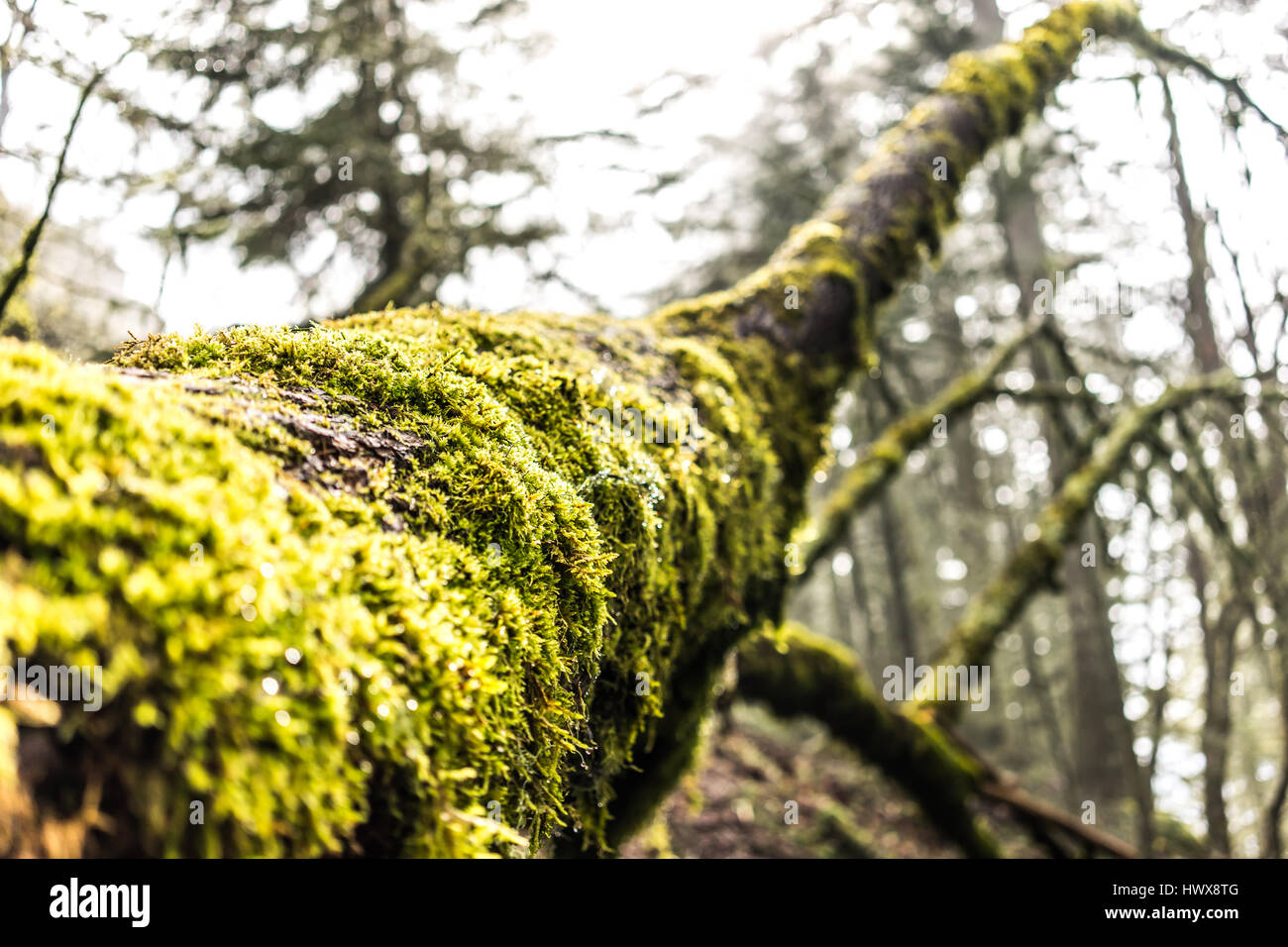 A fallen log at Spencer's Butte in Eugene, Oregon, reflects soft forest