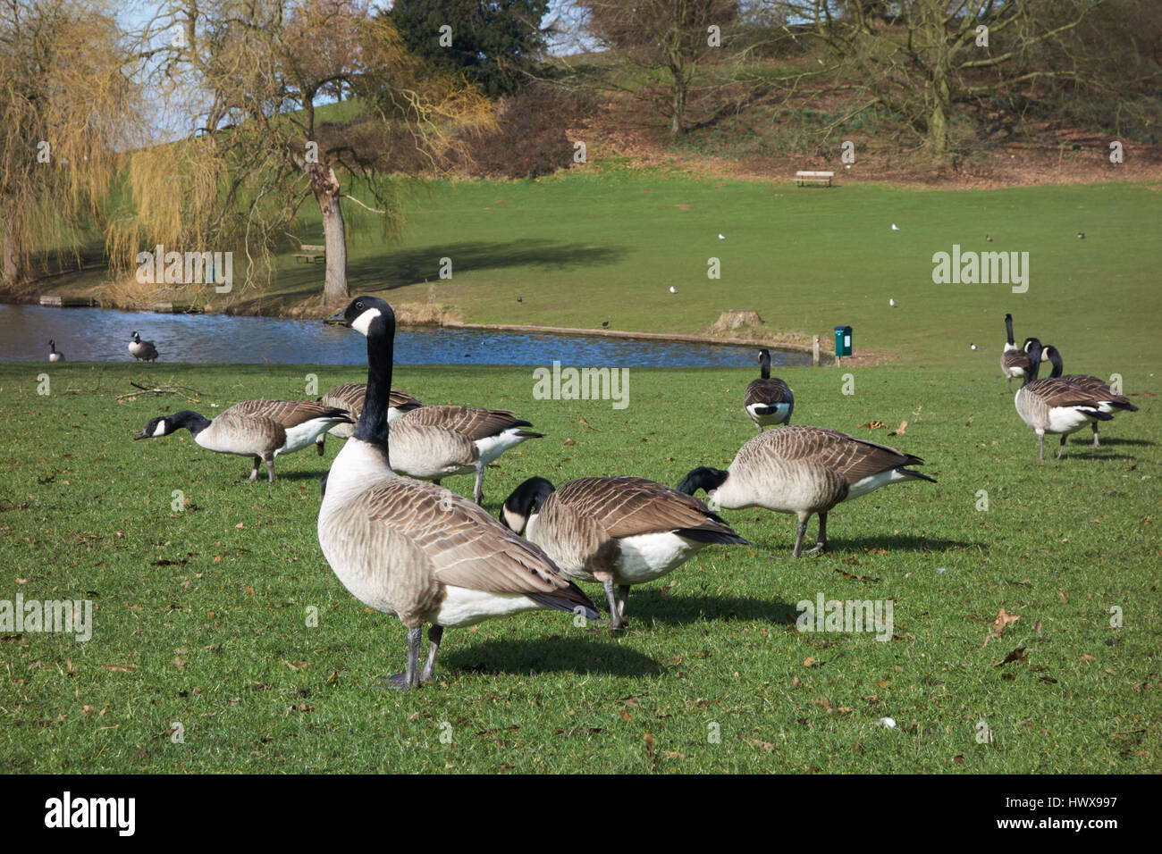 Canada Geese in the grounds of Himley Hall Staffordshire UK Stock Photo