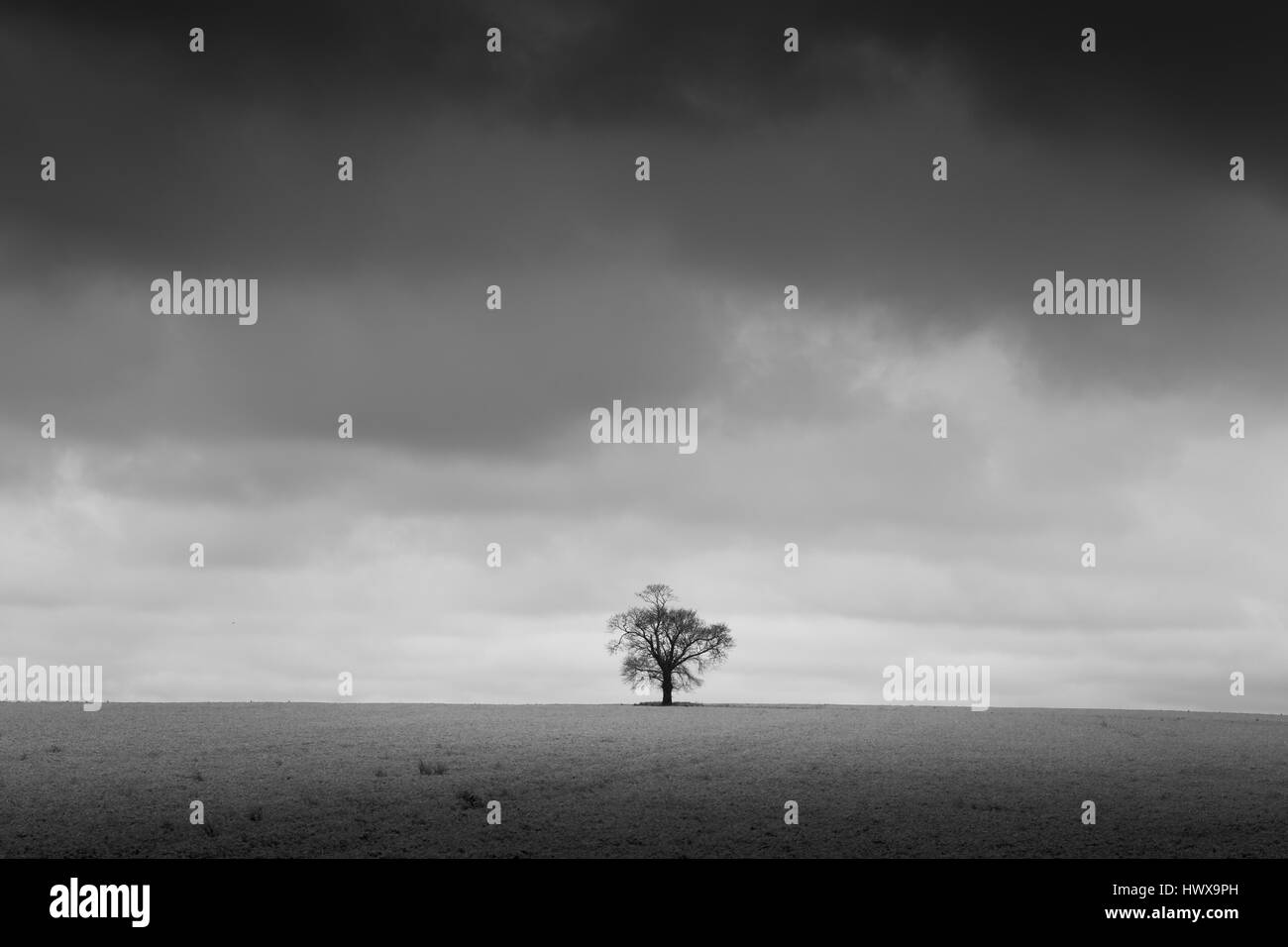 Lone tree in field black and white minimalist Stock Photo