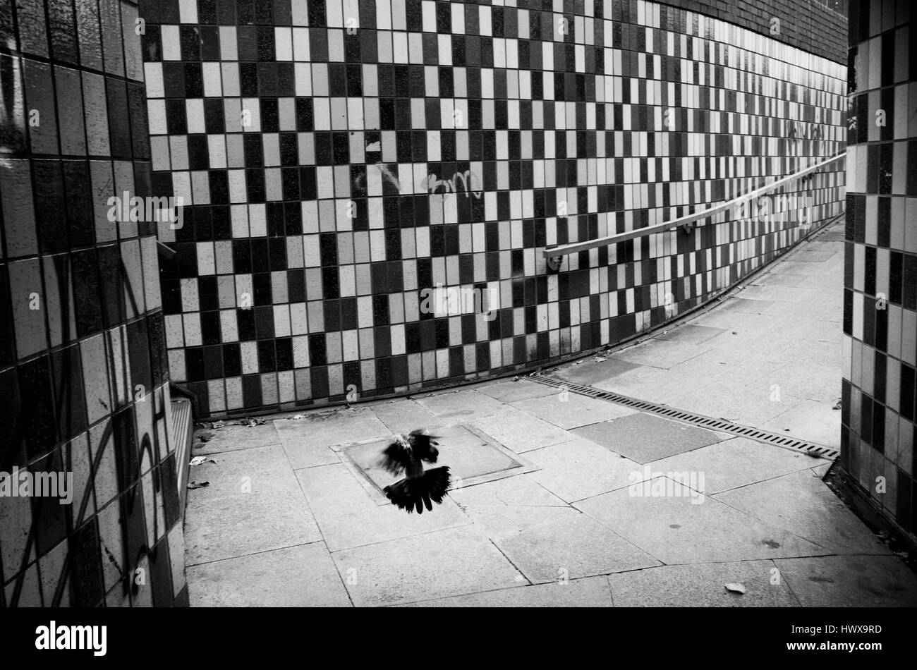 pigeon in subway urban black and white Stock Photo