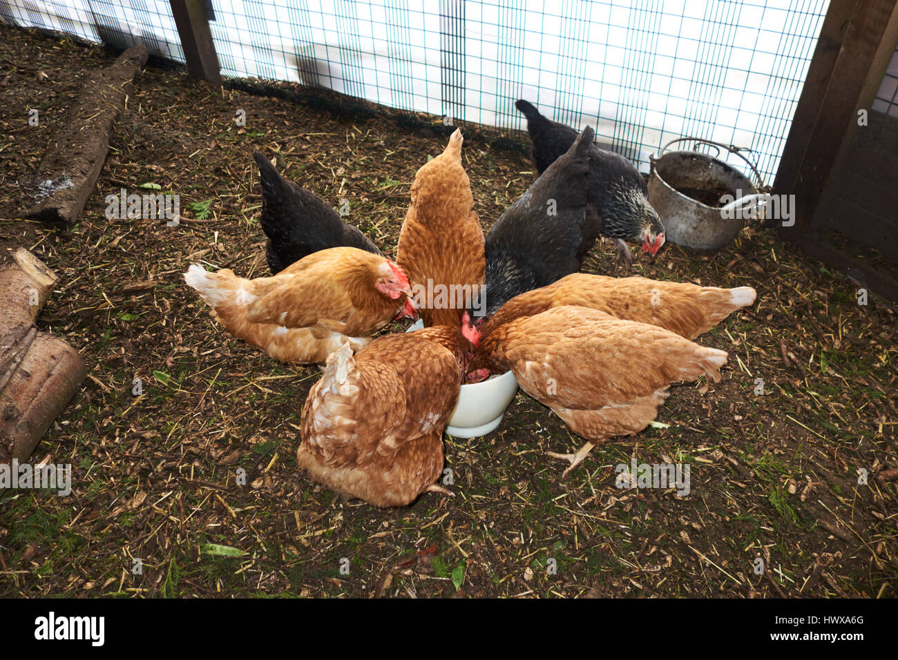 chickenHybrid chickens feeding in covered run UK Stock Photo