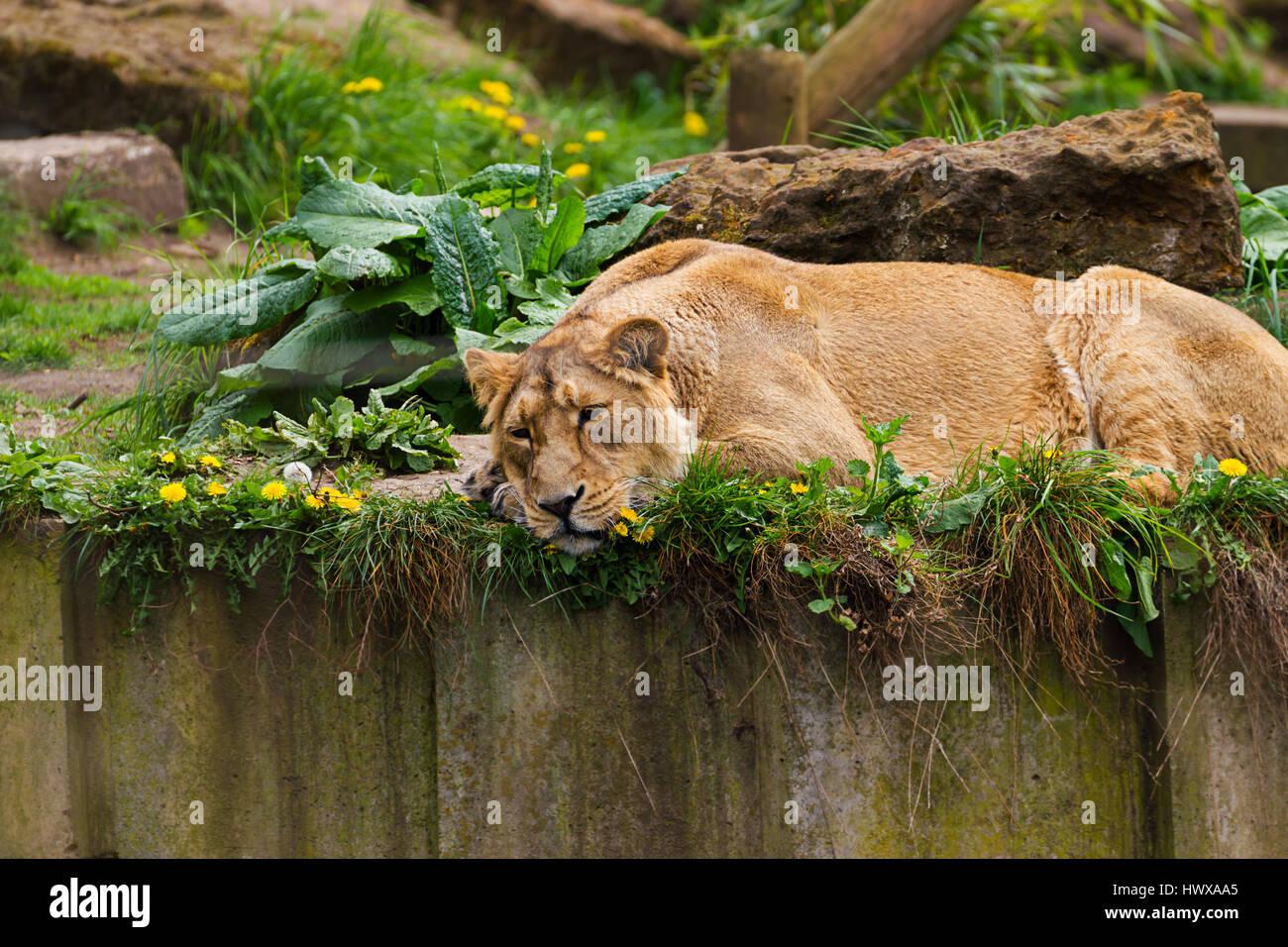 Lovely pretty lioness relax outdoors animal photo Stock Photo