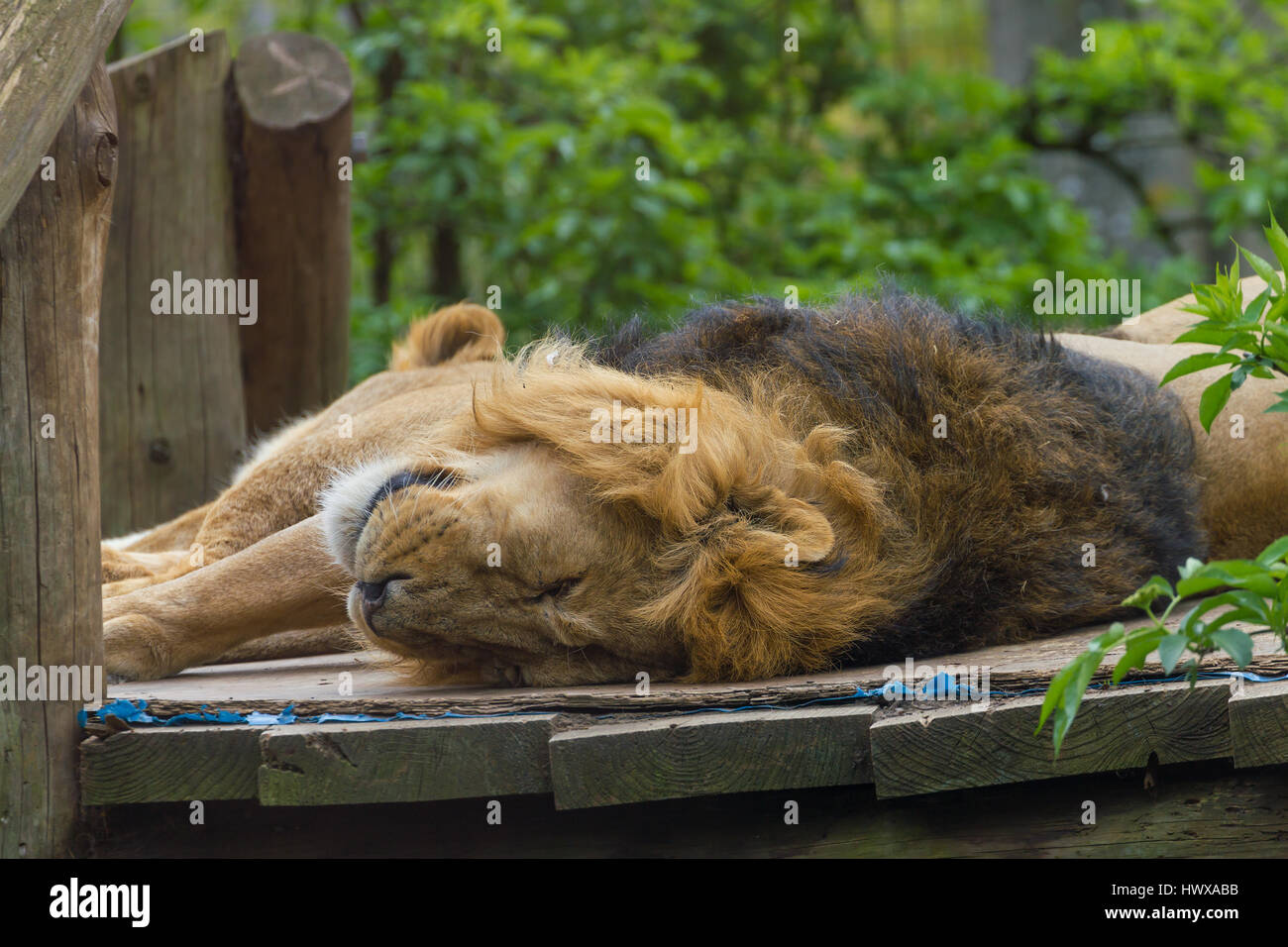Lovely lion resting  relax outdoors animal photo Stock Photo