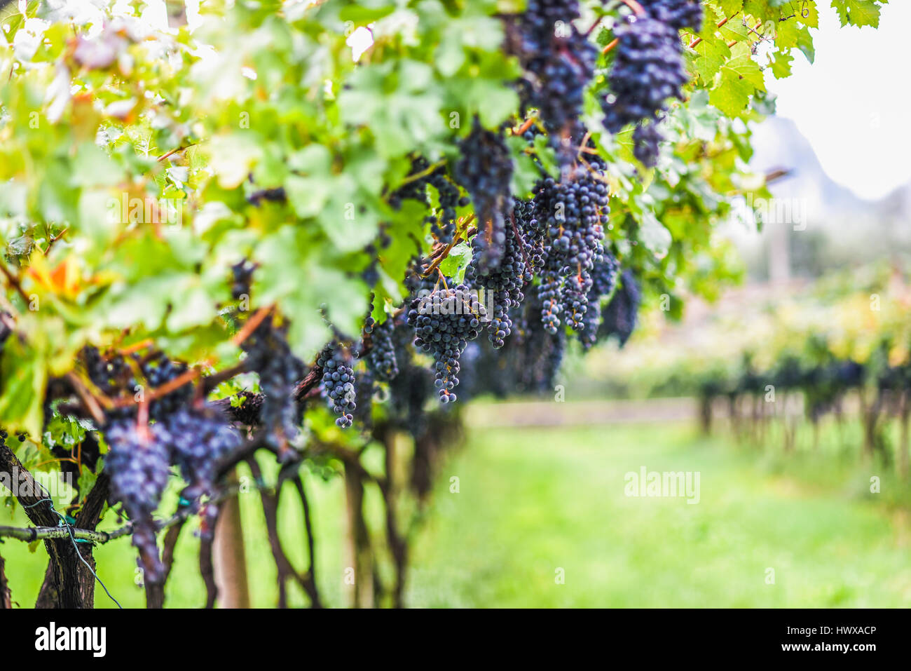 Vine in vineyard Italy Stock Photo Alamy