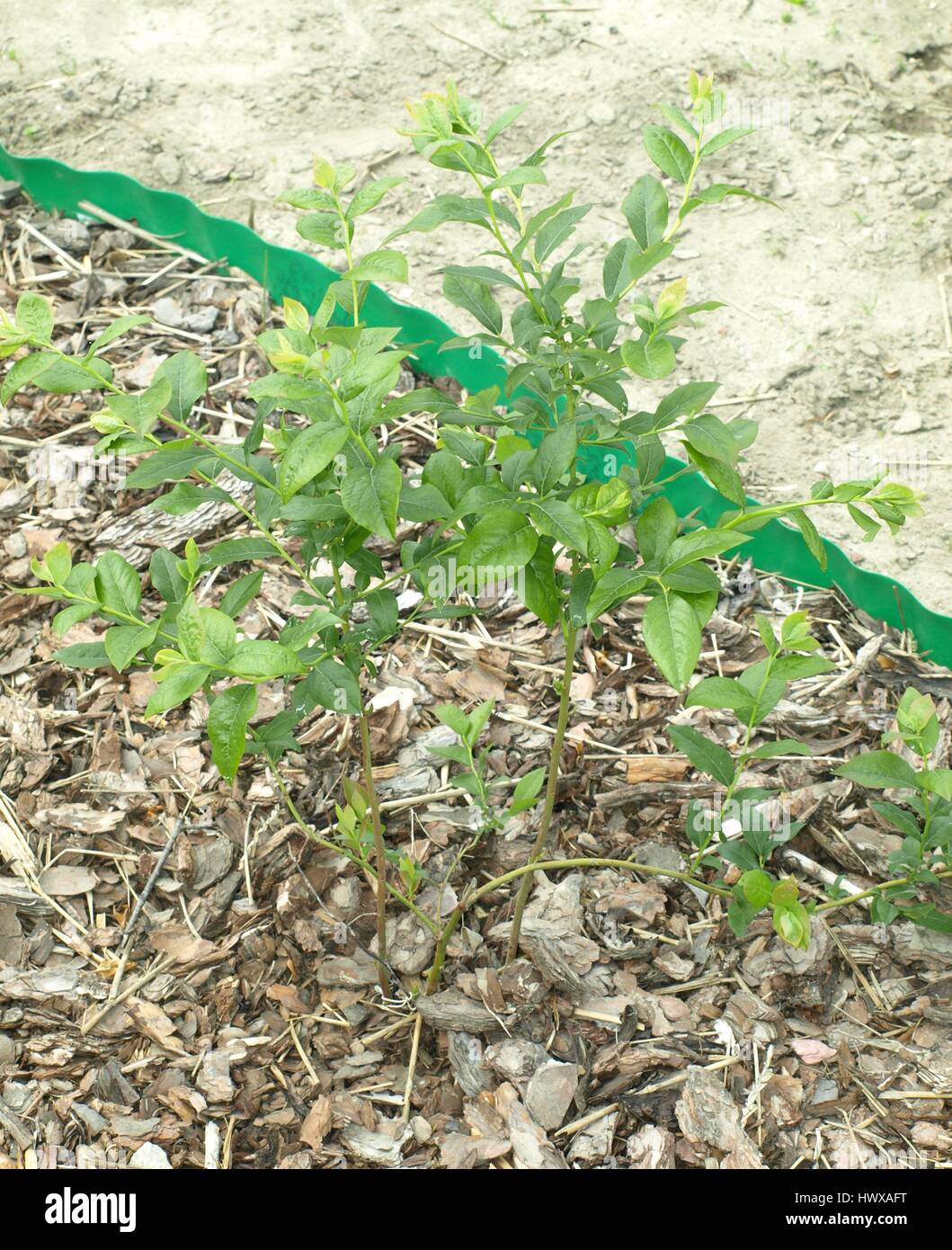 Blueberry plant Stock Photo