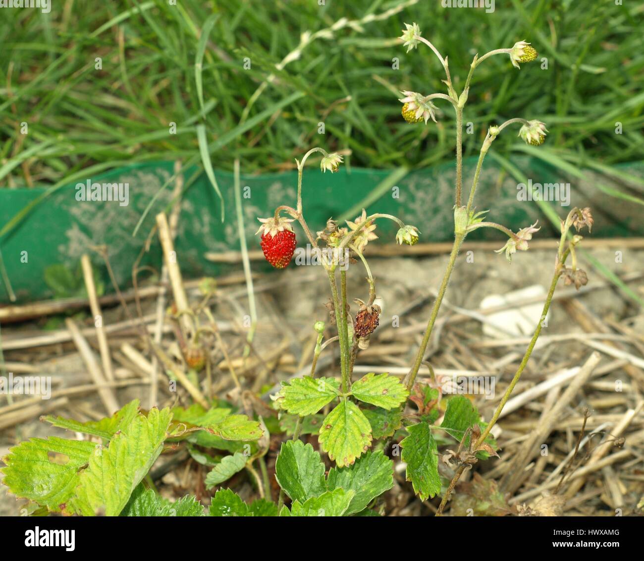 Wild strawberry plant Stock Photo - Alamy