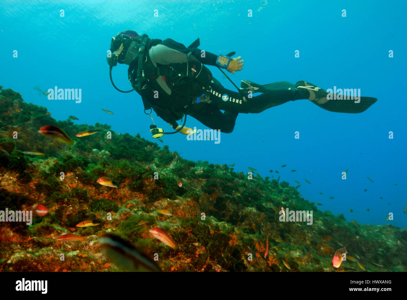 Scuba diver underwater above seabed and against blue surface Stock Photo