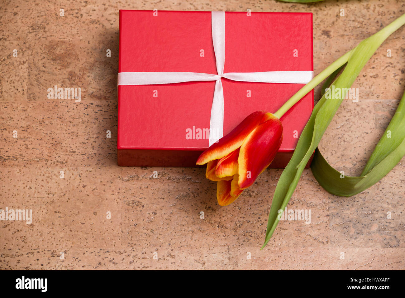 The tulips and gift box on a cork floor Stock Photo