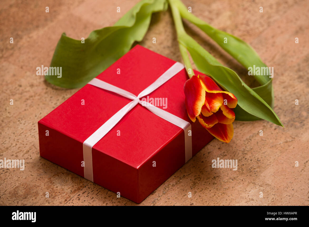 The tulips and gift box on a cork floor Stock Photo