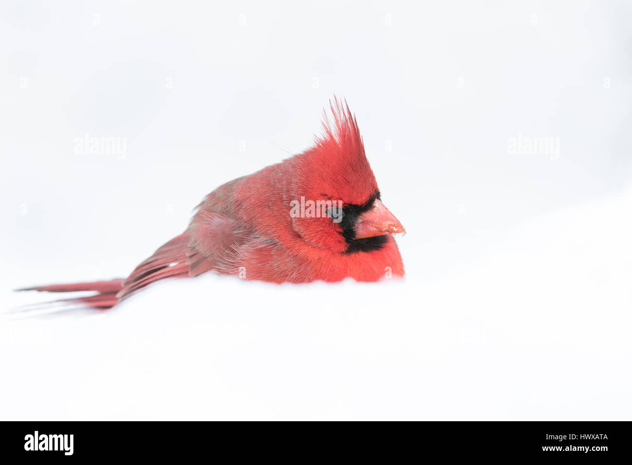 Winter, Cardinal - Bird, Snow, Bird, Animal Wildlife, No People, Animal Family, Animals In The Wild, Family, Finch, Fringillidae, Horizontal, Male Ani Stock Photo