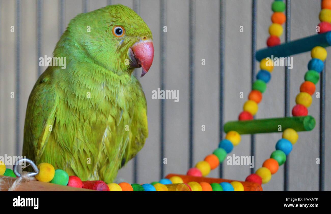 indian ringneck parrot for sale london