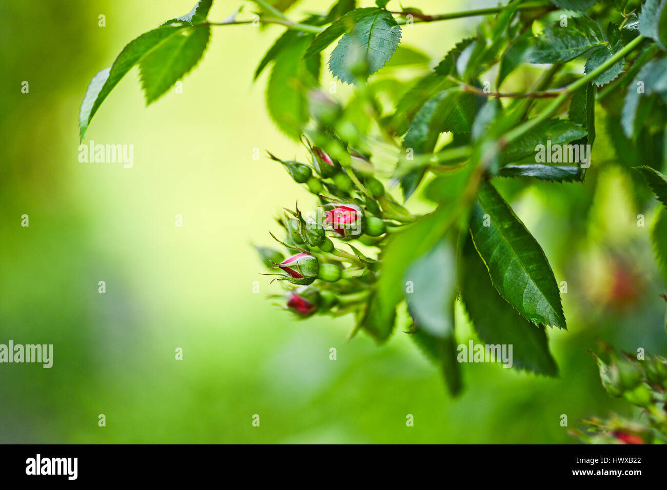Beautiful blooming garden roses hi-res stock photography and images - Alamy