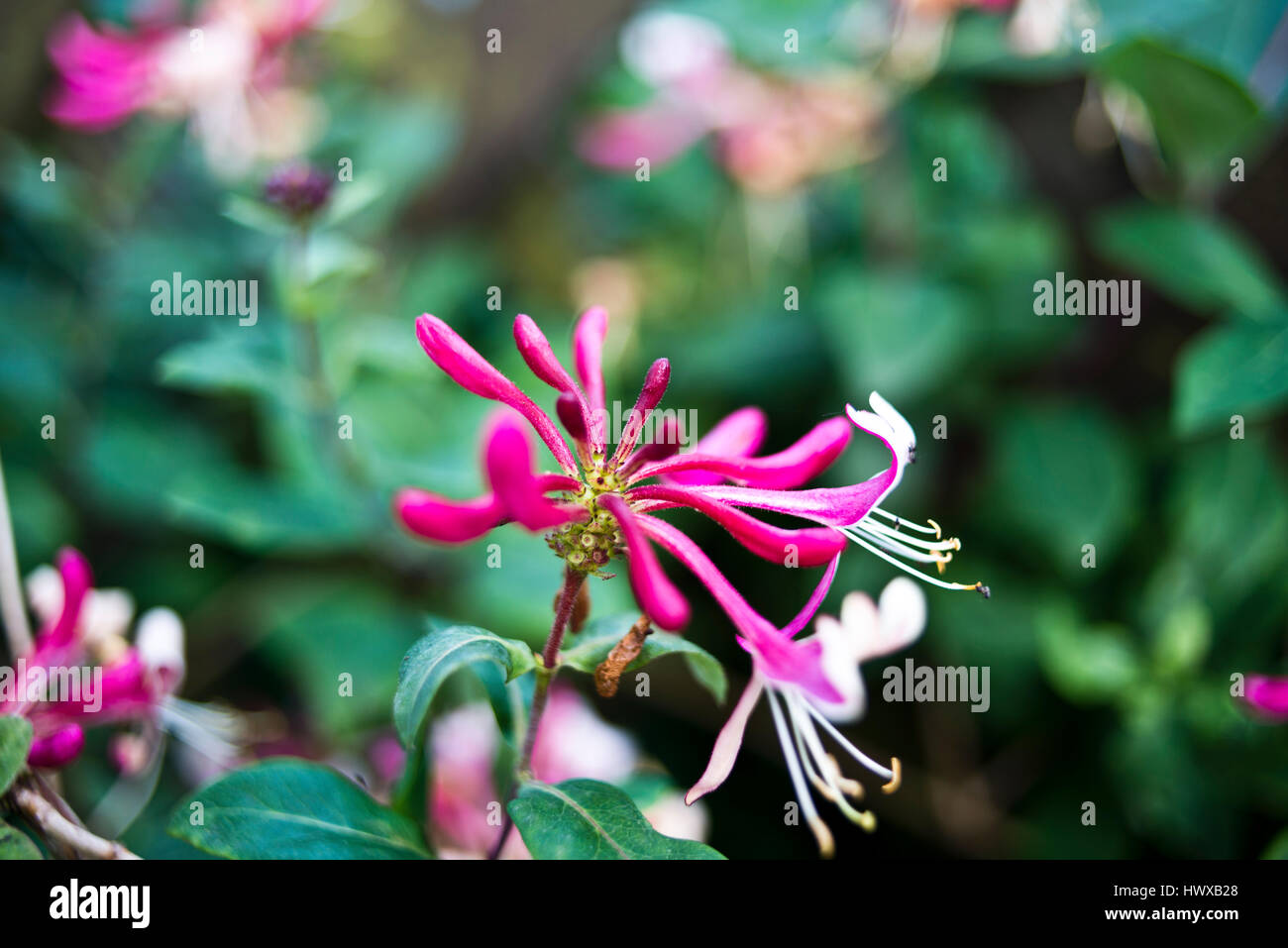 Serotina flower Stock Photo