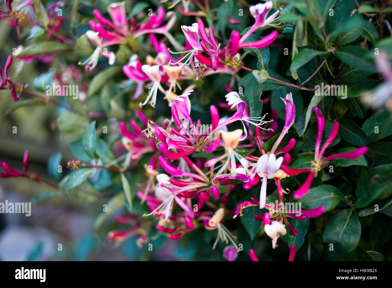 Serotina cottage garden climber pink flower Stock Photo