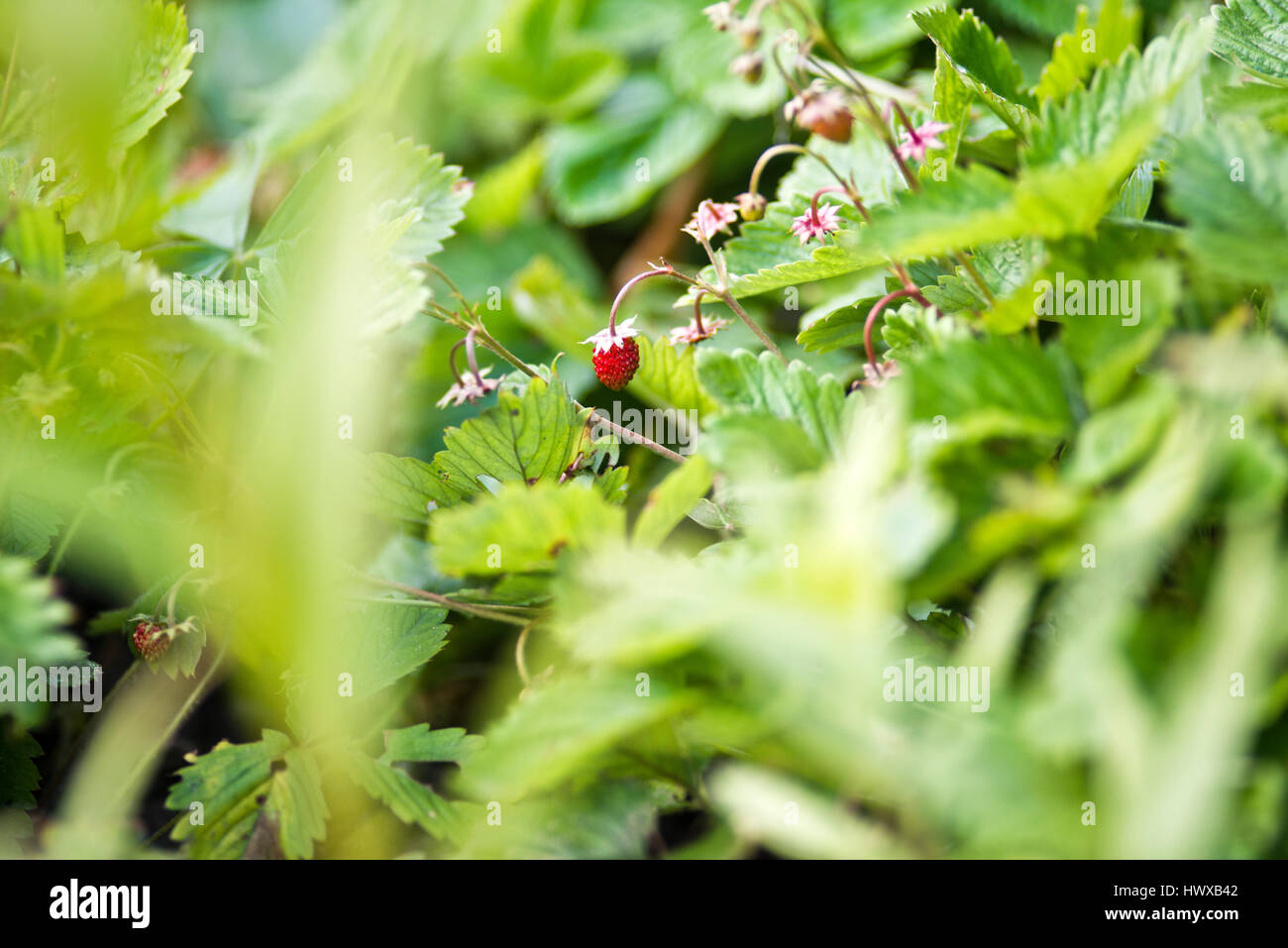 Little wild strawberry in garden Stock Photo - Alamy