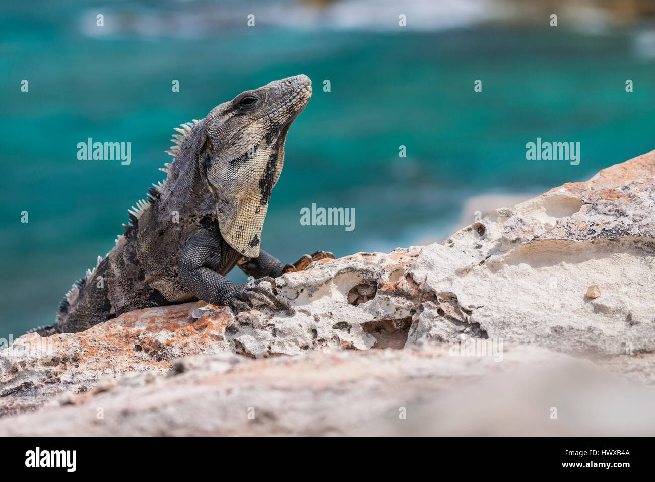close up of Iguana lizard worming up on the rock in Mexico Stock Photo