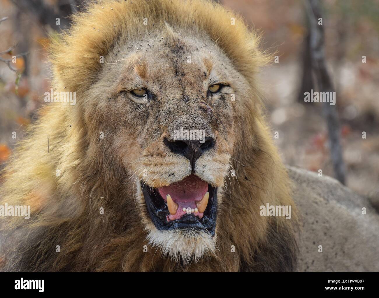 male lion in the wind Stock Photo