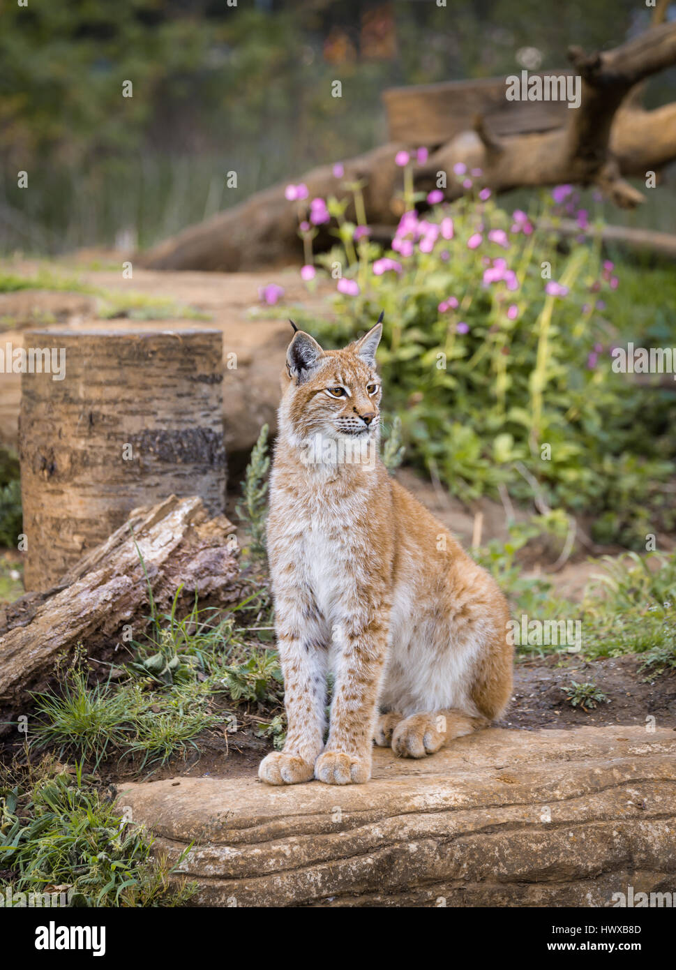 Elegant lynx sitting on a wood outdoors Stock Photo - Alamy