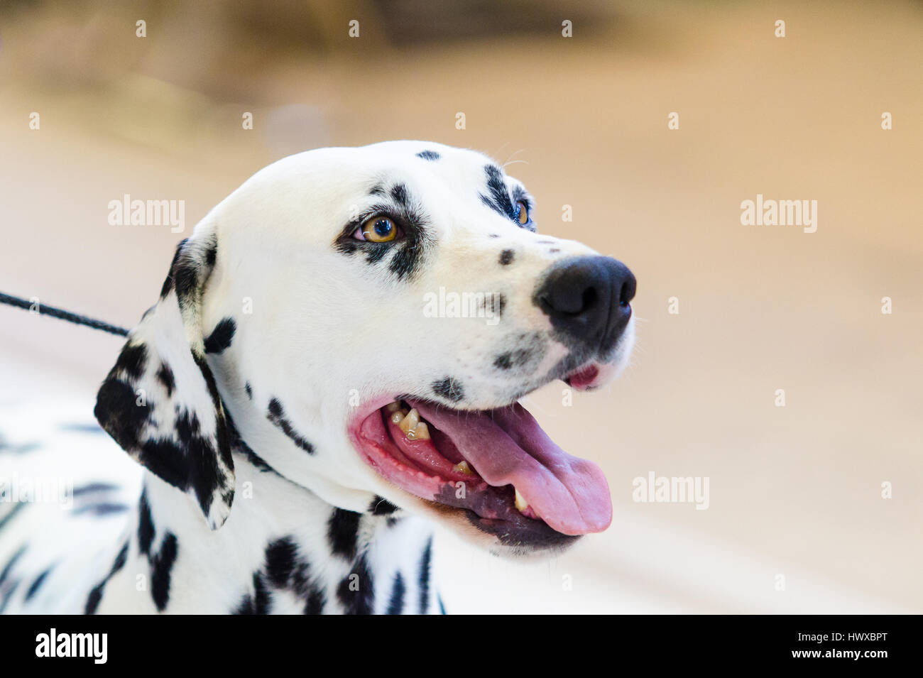 Closeup shot of the head of beautiful dalmatian dog Stock Photo