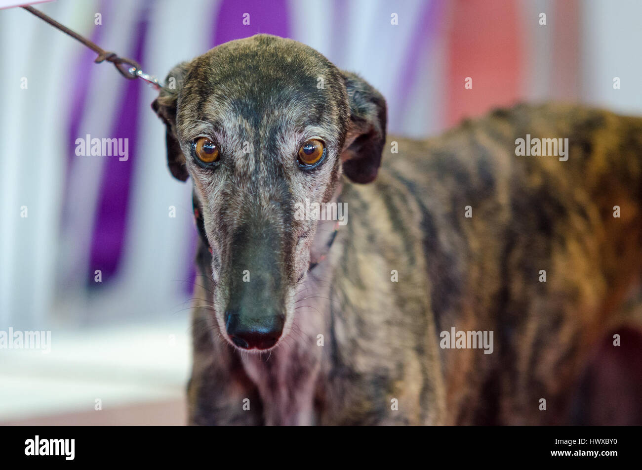 Portrait of a sad dog Greyhound Stock Photo