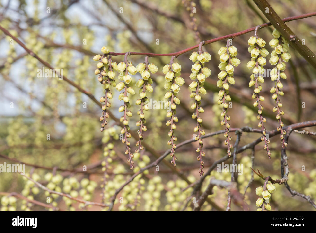 Stachyurus chinensis. Chinese Stachyurus plant in early spring. UK Stock Photo