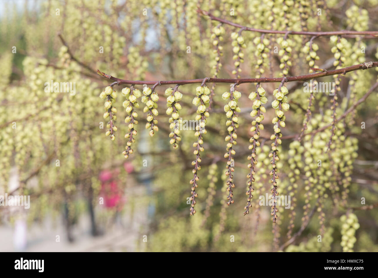 Stachyurus chinensis. Chinese Stachyurus plant in early spring. UK Stock Photo