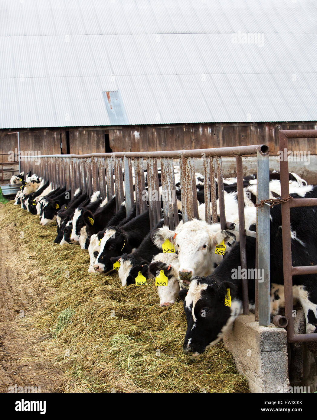 Holstein dairy cows feeding, chopped Alfalfa Stock Photo Alamy