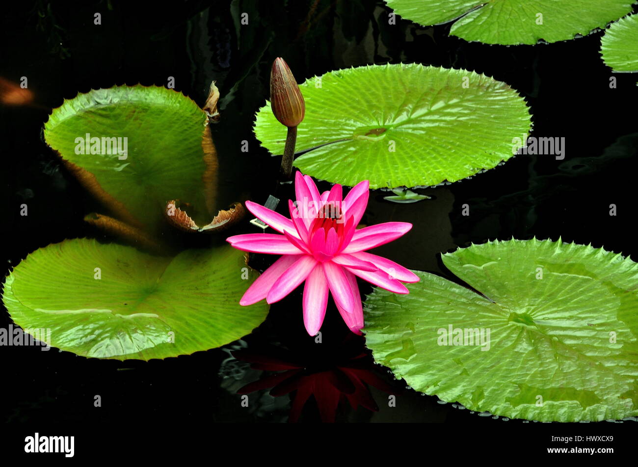 Kennett Square, Pennsylvania:  Cerise water Lily blossom with bud and pads in the outdoor water pool at Longwood Gardens Stock Photo