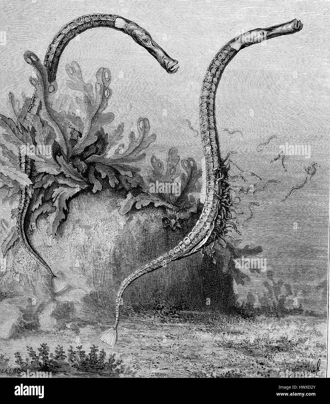 The alligator pipefish or double-ended pipefish with their fish offspring, Syngnathoides biaculeatus, is a species of fish in the family Syngnathidae , reproduction of an image, woodcut from the year 1881, digital improved Stock Photo