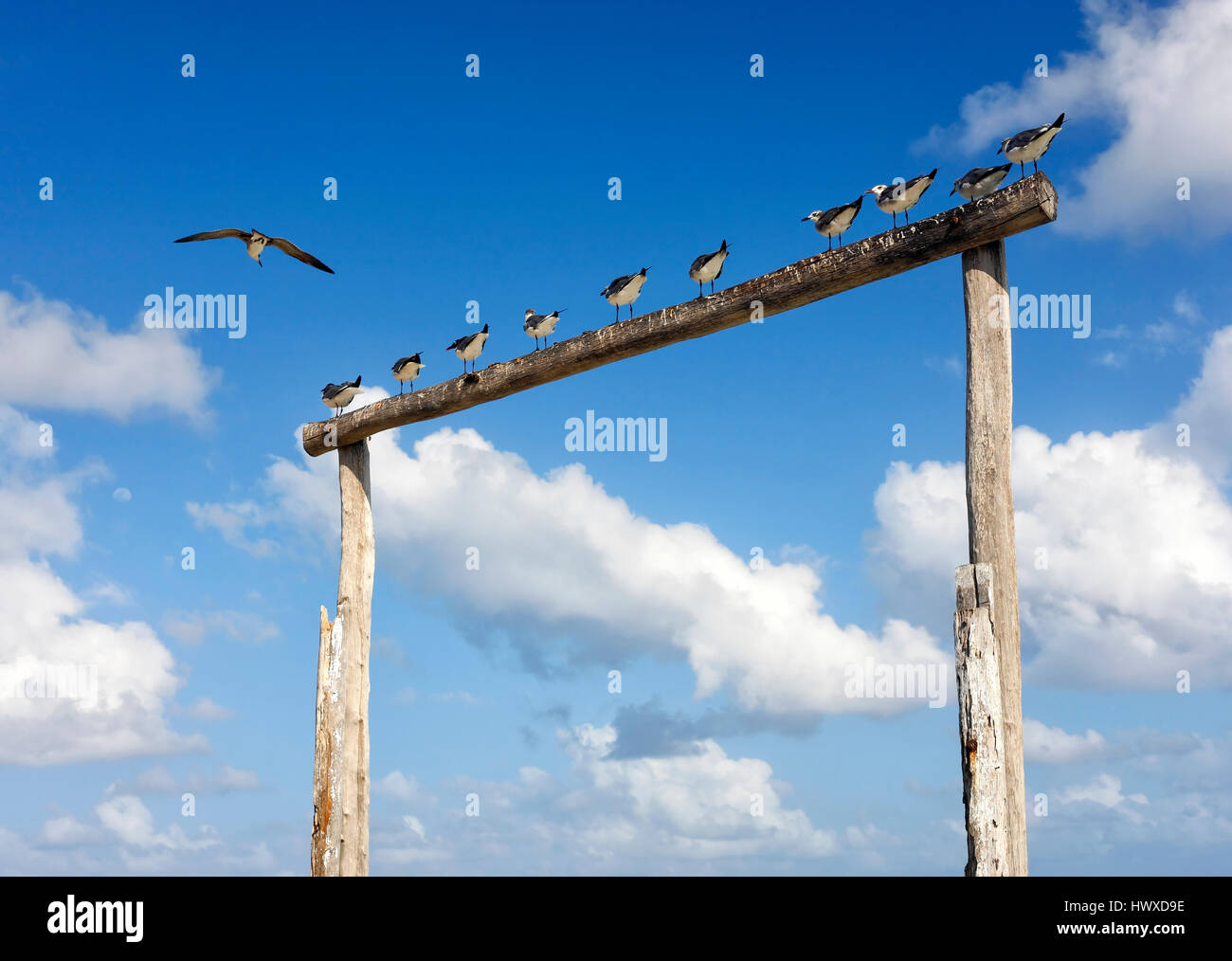 Group of seagulls resting on wooden pier in Maexico Stock Photo