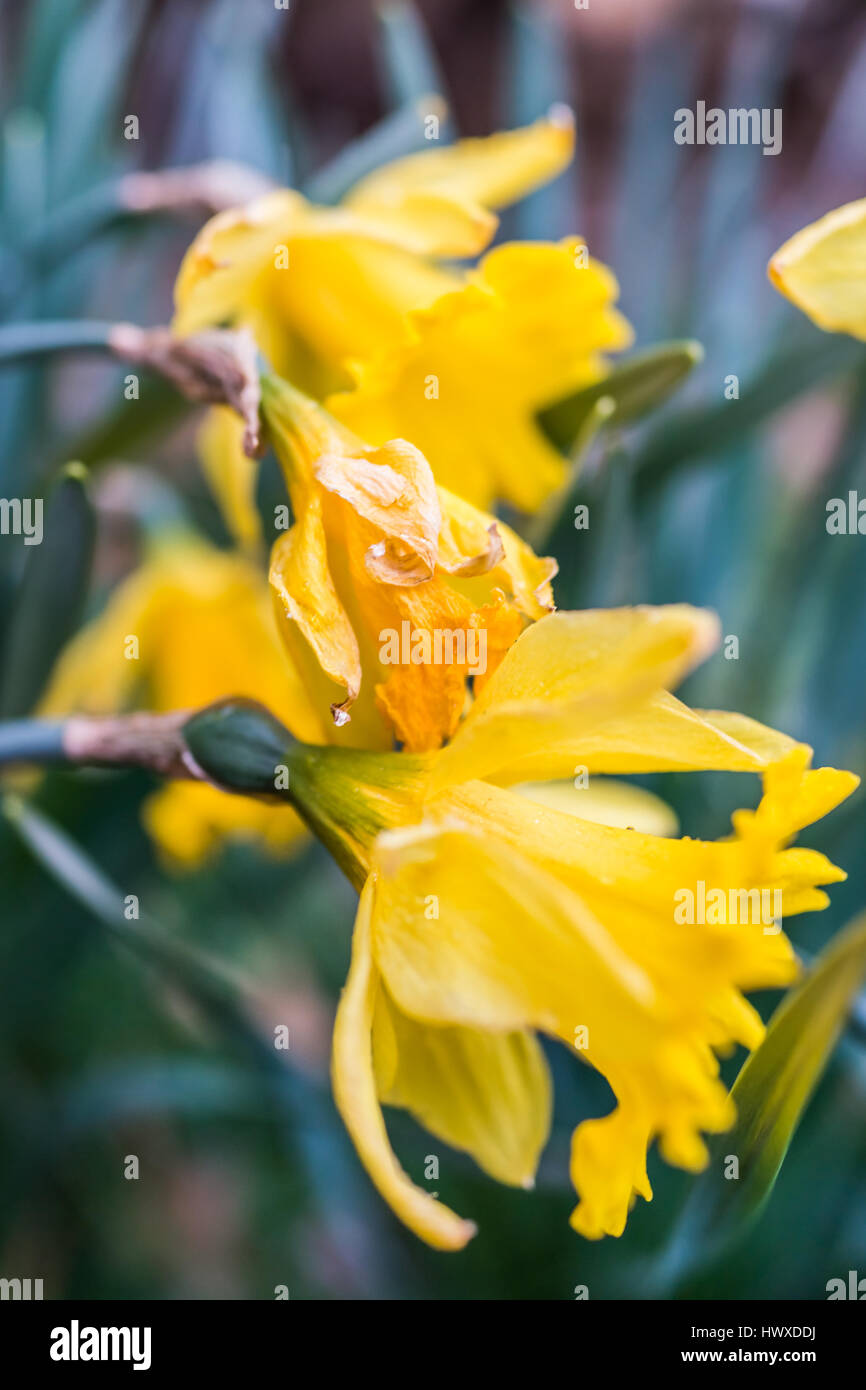 Side macro closeup of wilted daffodils turning brown Stock Photo