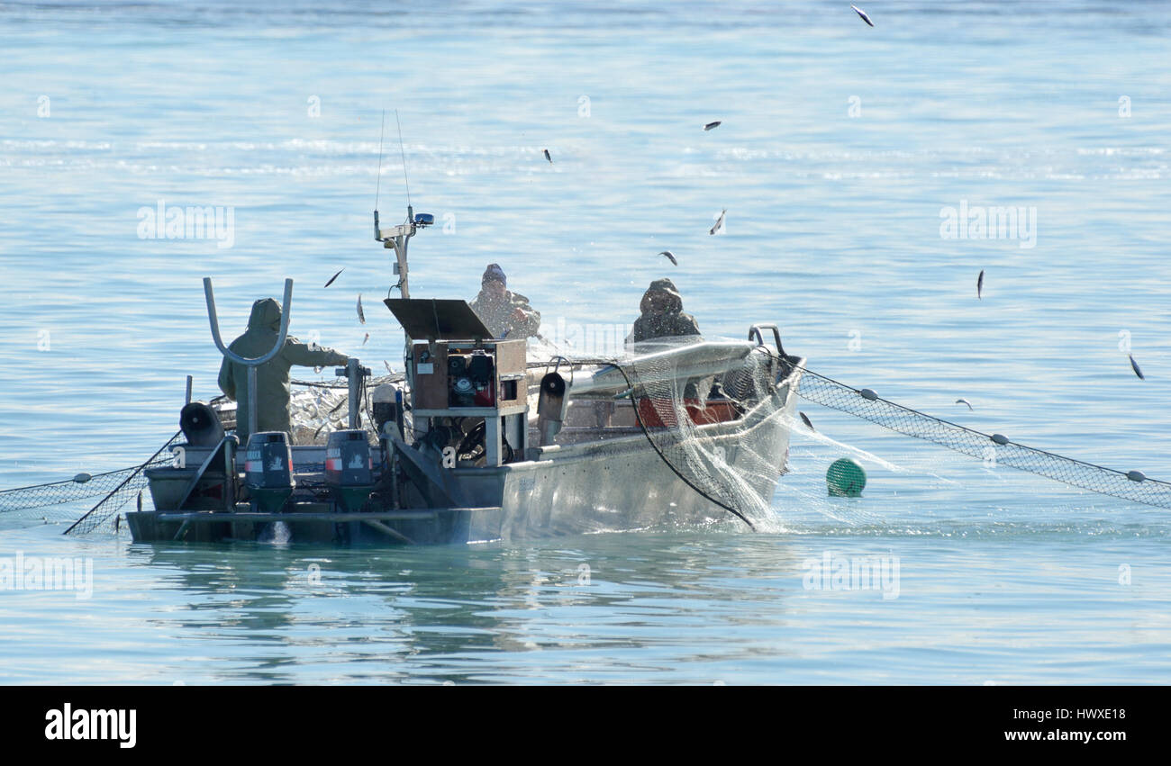 Seiner fishing for herring, Comox Valley,Vancouver Island, B.C Canada Stock Photo