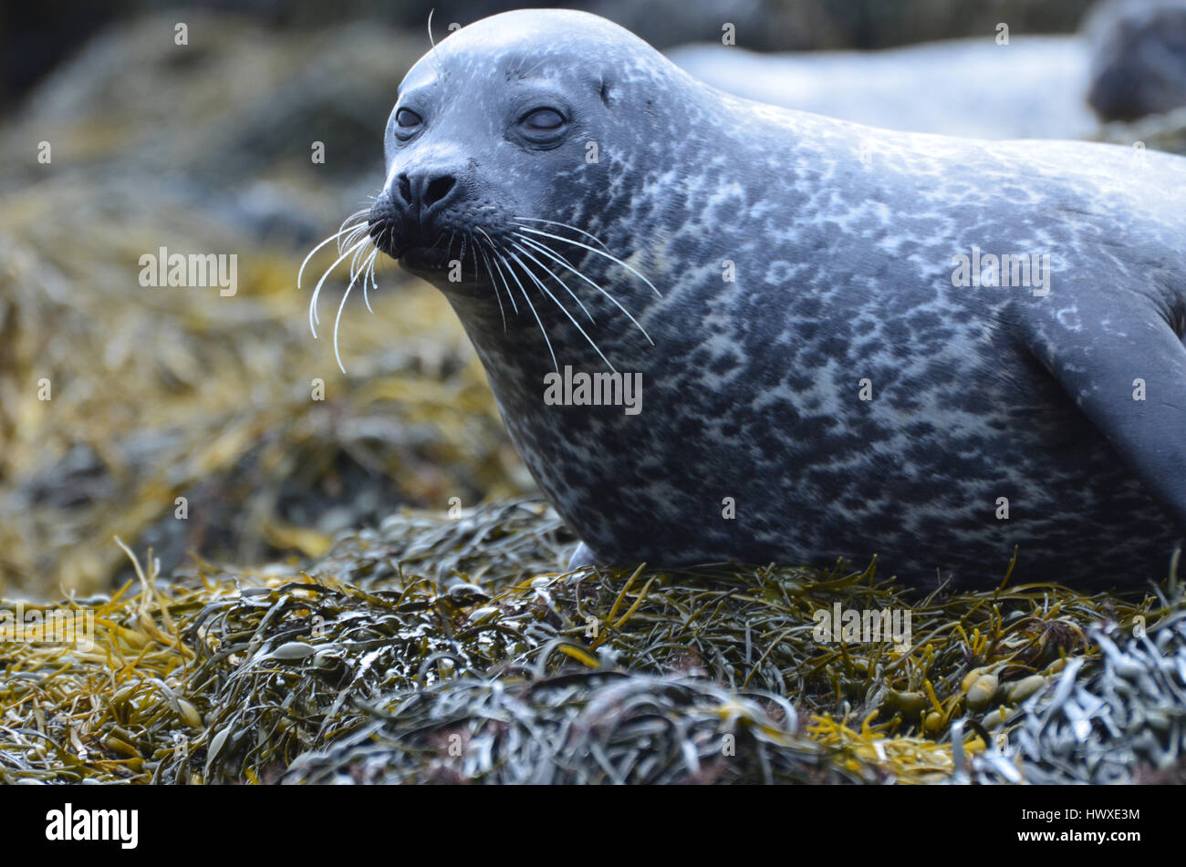 26+ Adorable Harbor Seal Pup Gif