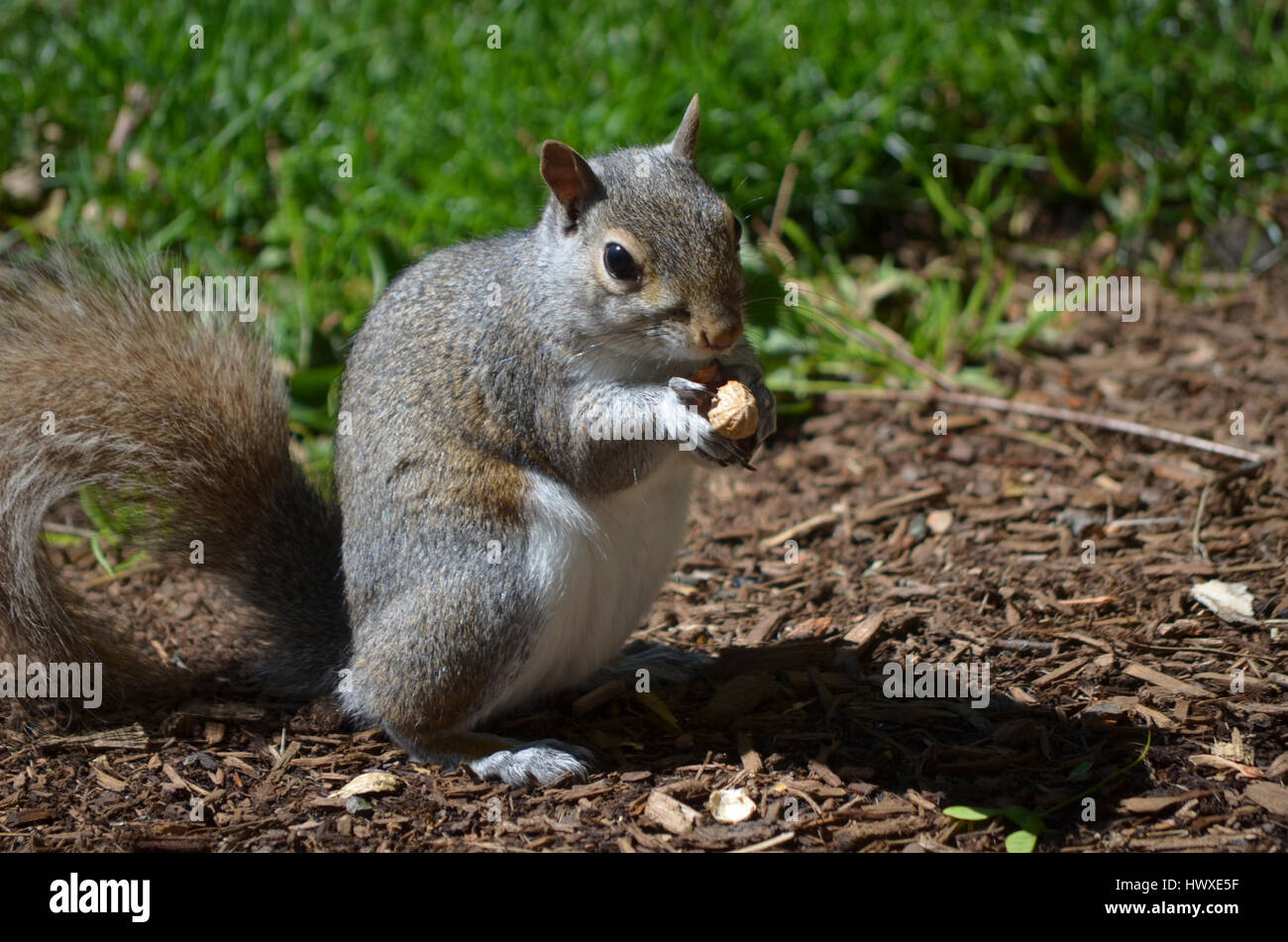 Grey squirrel cracking open a peanut Stock Photo Alamy