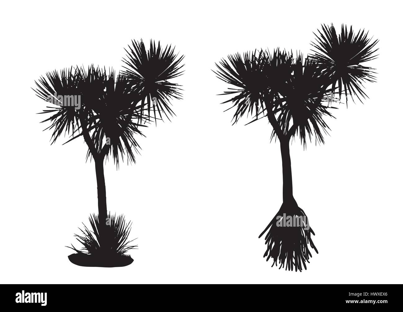 two silhouette pandanus trees on white background Stock Vector