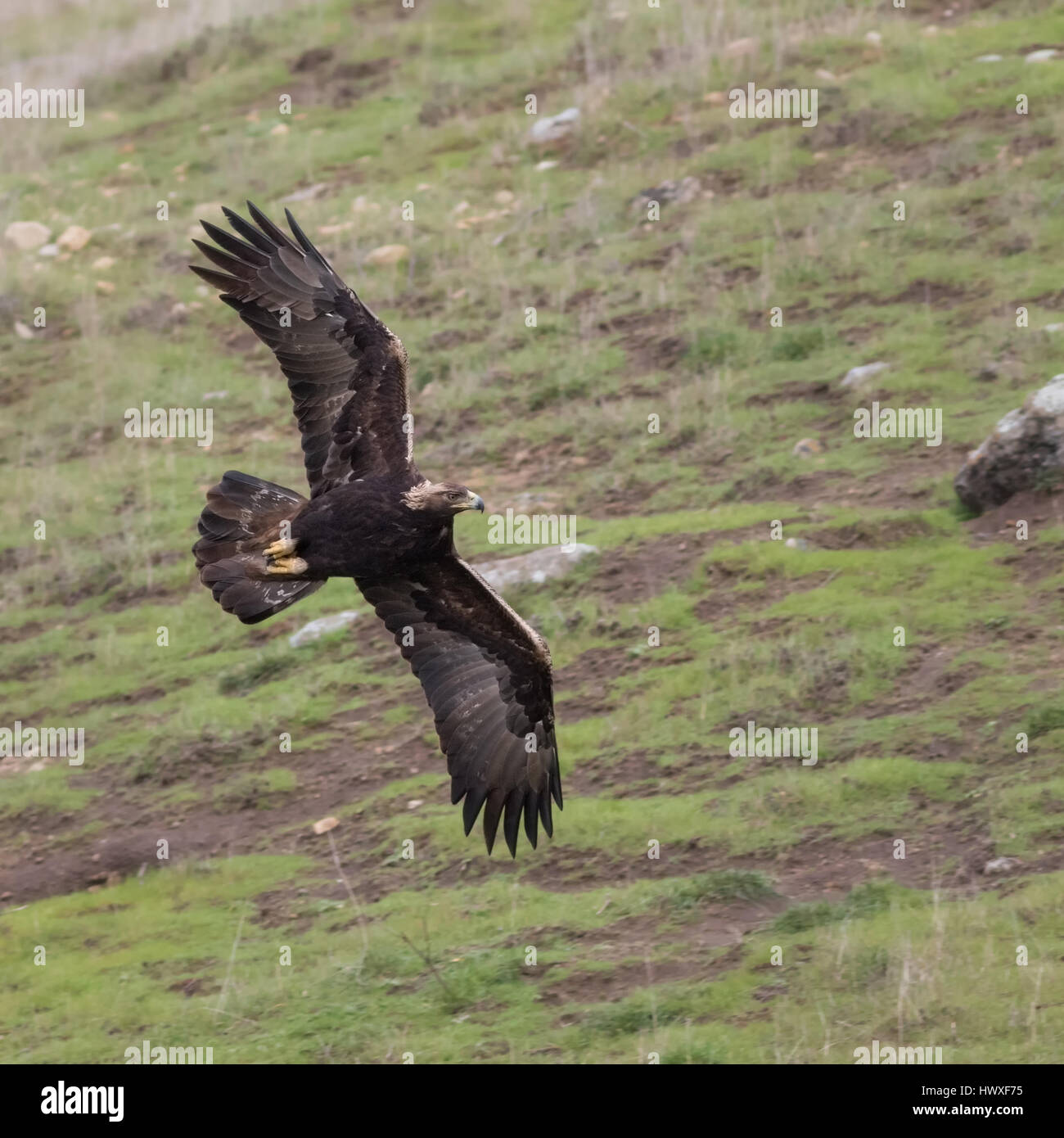 A stunning adult Golden Eagle makes a low, fast pass on a hillside, hoping to catch ground squirrels to feed its family as nesting season begins. Stock Photo