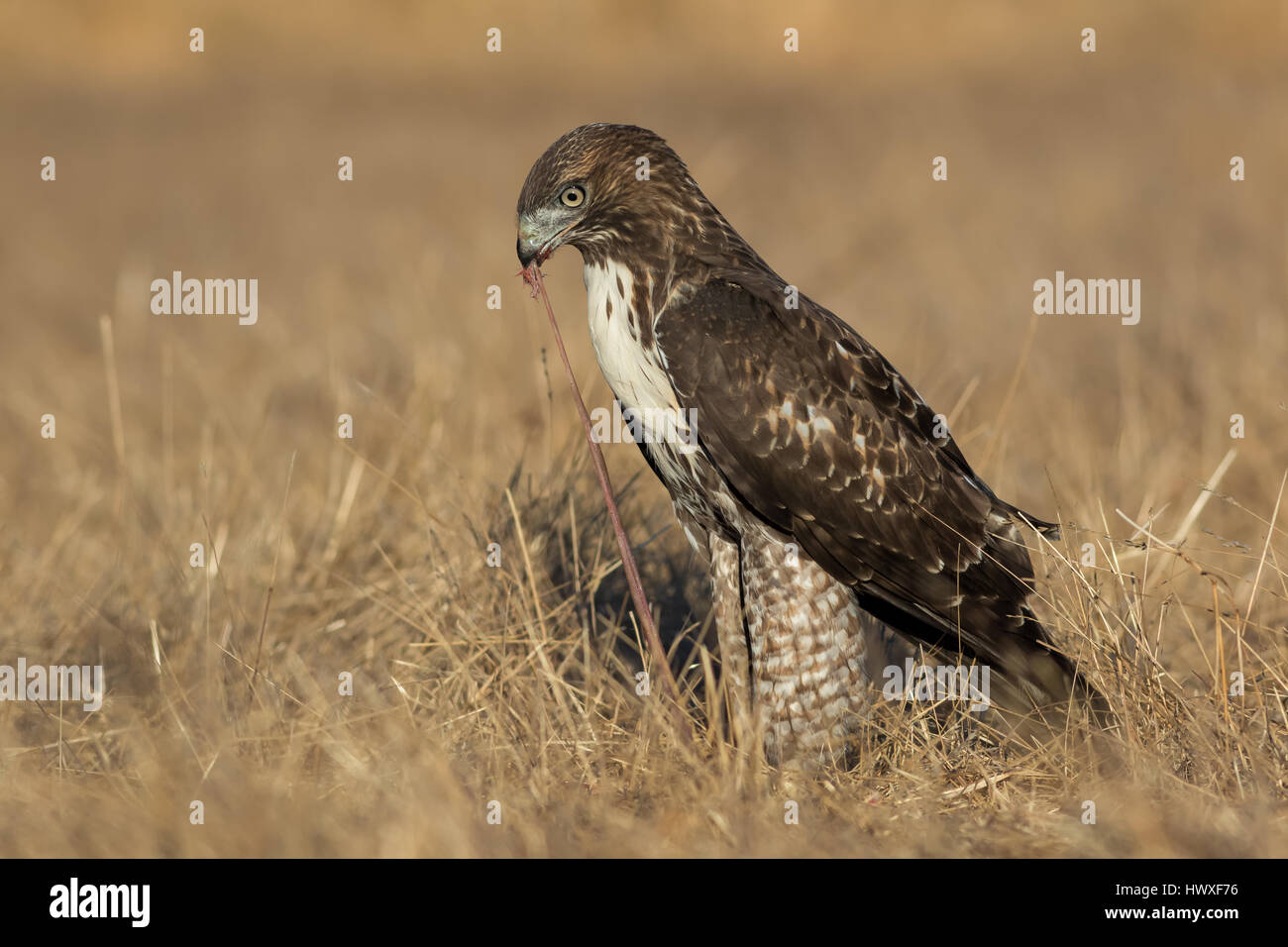 32 Birds of Prey Found in California! (2023) - Bird Watching HQ